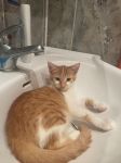 IMG-20240802-WA0004.jpg