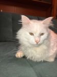 IMG-20241009-WA0000a-1.jpg